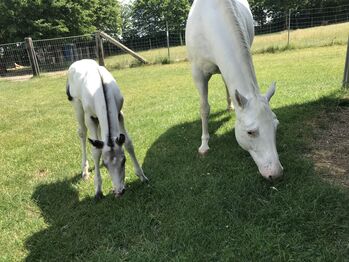 Appaloosa Hengstfohlen Few Spot, Nina, Pferd kaufen, Nördlingen 