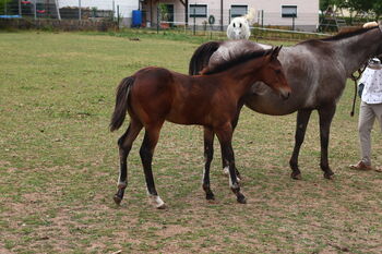 Appaloosa Hengstfohlen