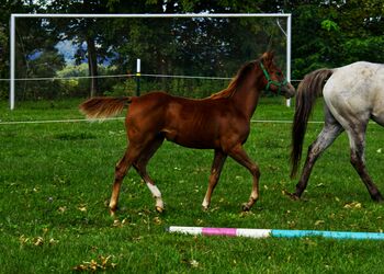 Appaloosa Hengstfohlen