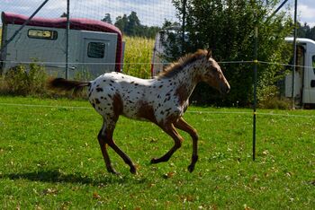Appaloosa Hengstfohlen