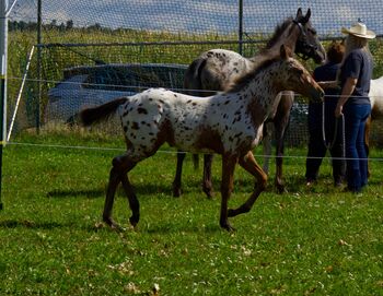Appaloosa Hengstfohlen, Bernd Krämer, Pferd kaufen, Pappenheim 