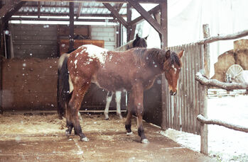 Appaloosa Hengsfohlen, Angelika Bartalosová, Horses For Sale, Bodíky
