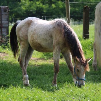 Appaloosa Hengst Jährling 2/2024 Herausragende Bewegungen
