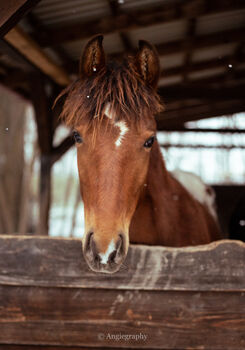 Appaloosa Hengsfohlen