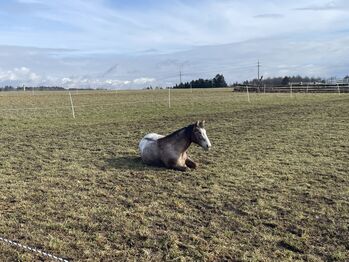 Appaloosa Stute, Martina , Horses For Sale, Börtlingen 