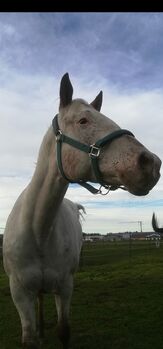 Appaloosa Stute