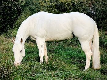 Appaloosa Stute Fewspot ( LP/LP ) Ausdrucksstark & hochwertig, Kerstin Rehbehn (Pferdemarketing Ost), Horses For Sale, Nienburg