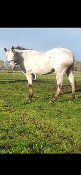 Appaloosa Stute, Sunbeam Ranch! , Horses For Sale, Kaufbeuren 
