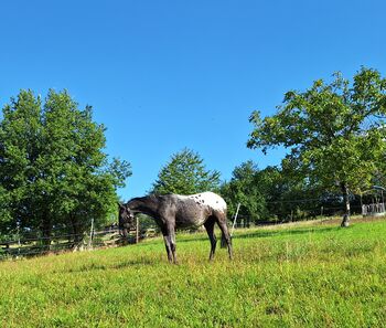 Appaloosa  Mix Stute, Dani, Pferd kaufen, KLeinwallstadt