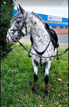 Appaloosa Pony der Extraklasse, A.Schmitz, Pferd kaufen, Mönchengladbach