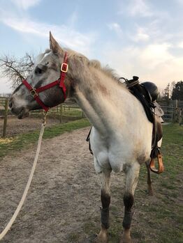 Appaloosa Wallach, H. Habermann, Horses For Sale, Stöckse