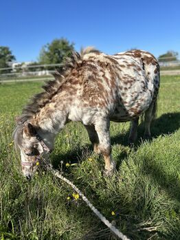 Appaloosa Shetlandpony Stute