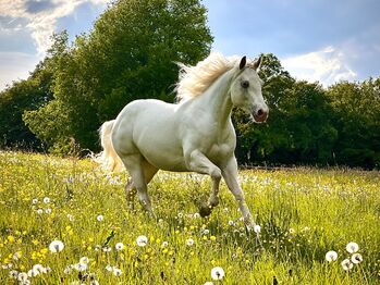 Appaloosa Stute Fewspot ( LP/LP ) Ausdrucksstark & hochwertig