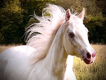 Appaloosa Stute Fewspot ( LP/LP ) Ausdrucksstark & hochwertig