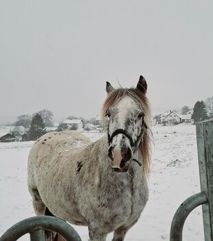 Appaloosa Tinker Stute