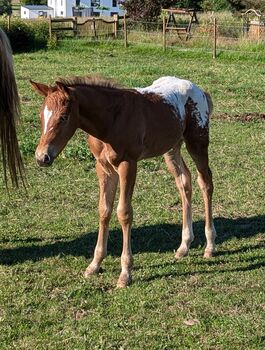 Appaloosa Hengstfohlen ApHC, A. Gößler, Horses For Sale, Morbach