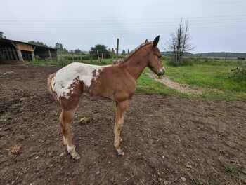 Appaloosa Hengstfohlen ApHC