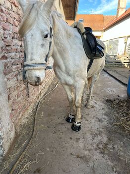Appaloosa Wallach, Marlis, Pferd kaufen, Himberg