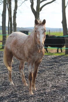Appaloosa Wallach