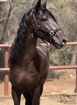 Gekörter PRE Hengst Smokey Black - geritten - 5 jährig, Thomas Adams (Caballos PRE), Horses For Sale, Bell