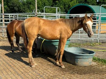 AQH amber champagne Jährlingsstute