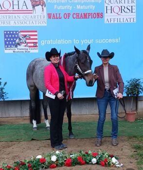 AQHA / APHA Bay Roan Hunter Under Saddle / All Around Stute