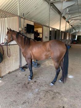 AQHA gelding Western English Polo, Carolyn Thow, Pferd kaufen, Alvarado