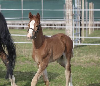 AQHA Pleasure / All Around Hengstfohlen zu verkaufen, Manuela , Pferd kaufen, Pöttsching