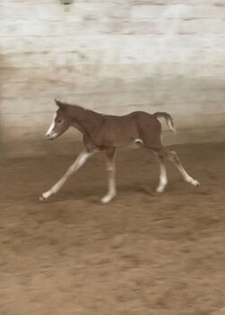 AQHA Pleasure / All Around Hengstfohlen zu verkaufen, Manuela , Horses For Sale, Pöttsching