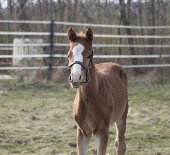 AQHA Pleasure / All Around Hengstfohlen zu verkaufen