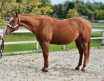 AQHA Stute mit chestnut AQHA Fohlen zu verkaufen