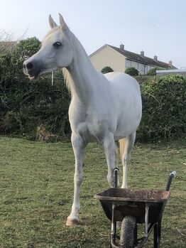 Arab horse, Dawn Cross, Horses For Sale, DORSET