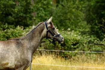 Araber mit Abstammung, St. Gärtner, Horses For Sale, Alpen