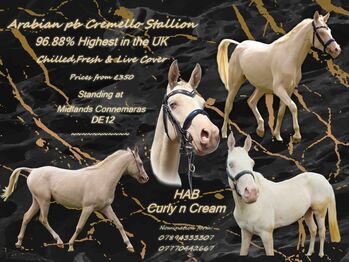 Arab stallion at stud (UK), ARABIAN CREMELLO STALLION 96.88% At Stud, Jo, Pozostałe, Stoke-on-trent, Staffordshire