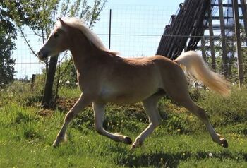 Araber-Haflinger Hengst zu Verkaufen im Auftrag, Melanie Taferner , Pferd kaufen, St. Michael ob Bleiburg 