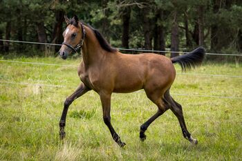 Araber Hengst aus 3/25 Jährling mit Prämie von Mefisto