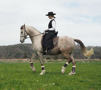 Araber-Lusitano Mix, Linda, Pferd kaufen, Bredebro 