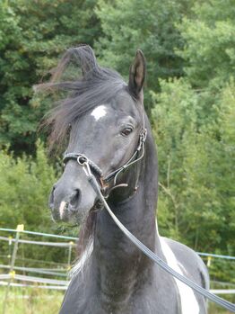 Araber Partbred
