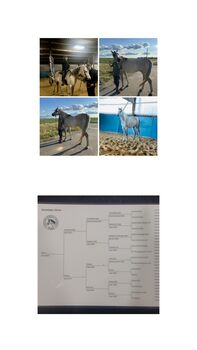 Araber Wallach, Alvin Boudy Jr., Horses For Sale, Kerpen