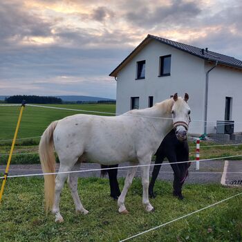 Araber Wallach, Bianca, Pferd kaufen, Bundenbach