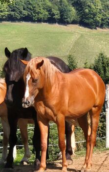 Araberhaflinger mit besonderen Goldglanz, Melanie Taferner , Horses For Sale, St. Michael ob Bleiburg 