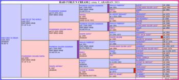 Arabian Stallion for Breeding