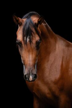 Arabian Horses for sale, Clementine van Staveren, Pferd kaufen, Cromvoirt 