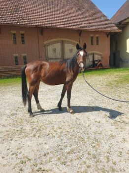 Wallach Araber, Kinga , Horses For Sale, Ziemetshausen 