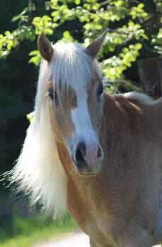 Araber-Haflinger Hengst zu Verkaufen im Auftrag