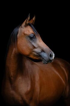 Arabian Horses for sale