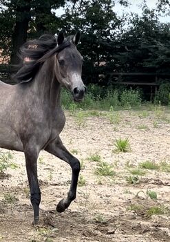 Arabian Mare, Prium Arabians, Horses For Sale, Uddel