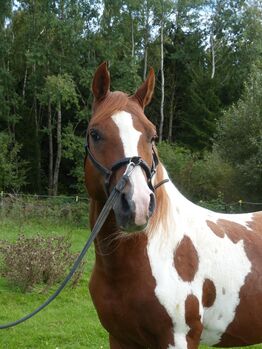 Araber Partbred, Christa, Horses For Sale, Göfis 