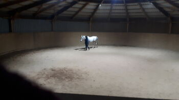 Araber Sattel, Elena Nastoll , Treeless Saddle, Grafenwöhr