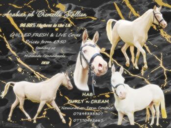 Arabian Stallion for Breeding, Jo, Horses For Sale, Stoke-on-trent, Staffordshire